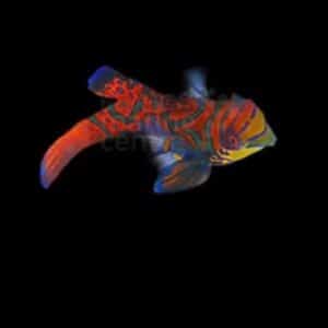 Mandarin