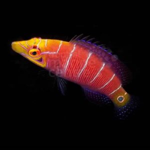 Mystery Wrasse