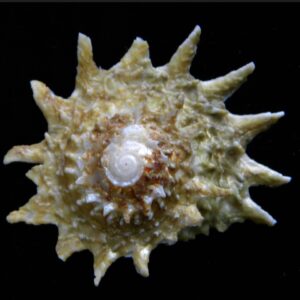 Spiny Astrea Snail