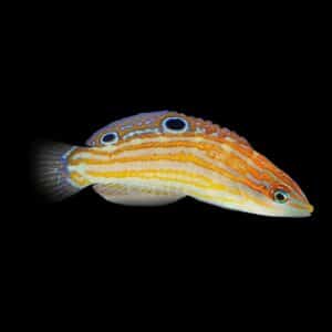 Cosmos Wrasse