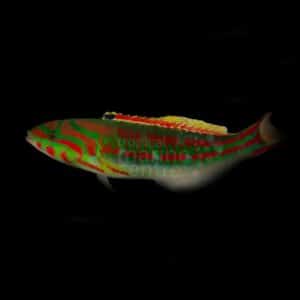 Glorious Wrasse