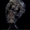 Sea hare