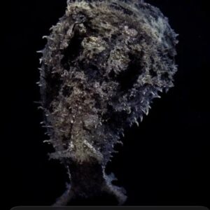 Sea hare