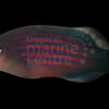 6 Line Wrasse