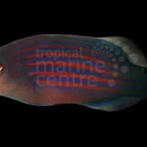 6 Line Wrasse