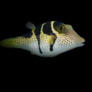 Puffer - Valentini