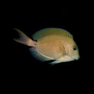 Lavender Tang
