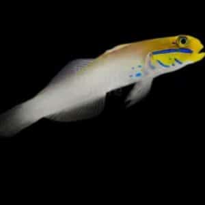 Blue Cheek Goby