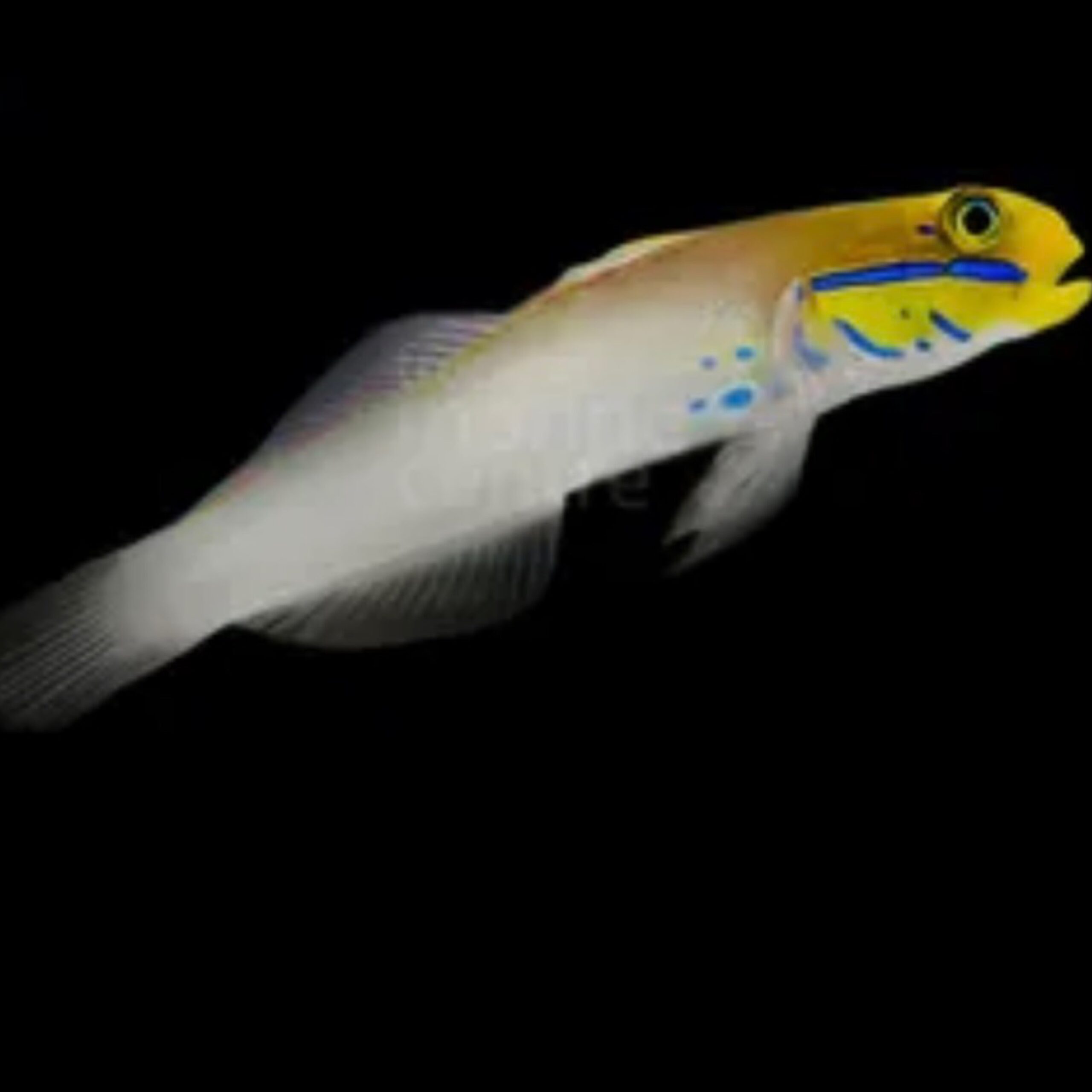 Blue Cheek Goby