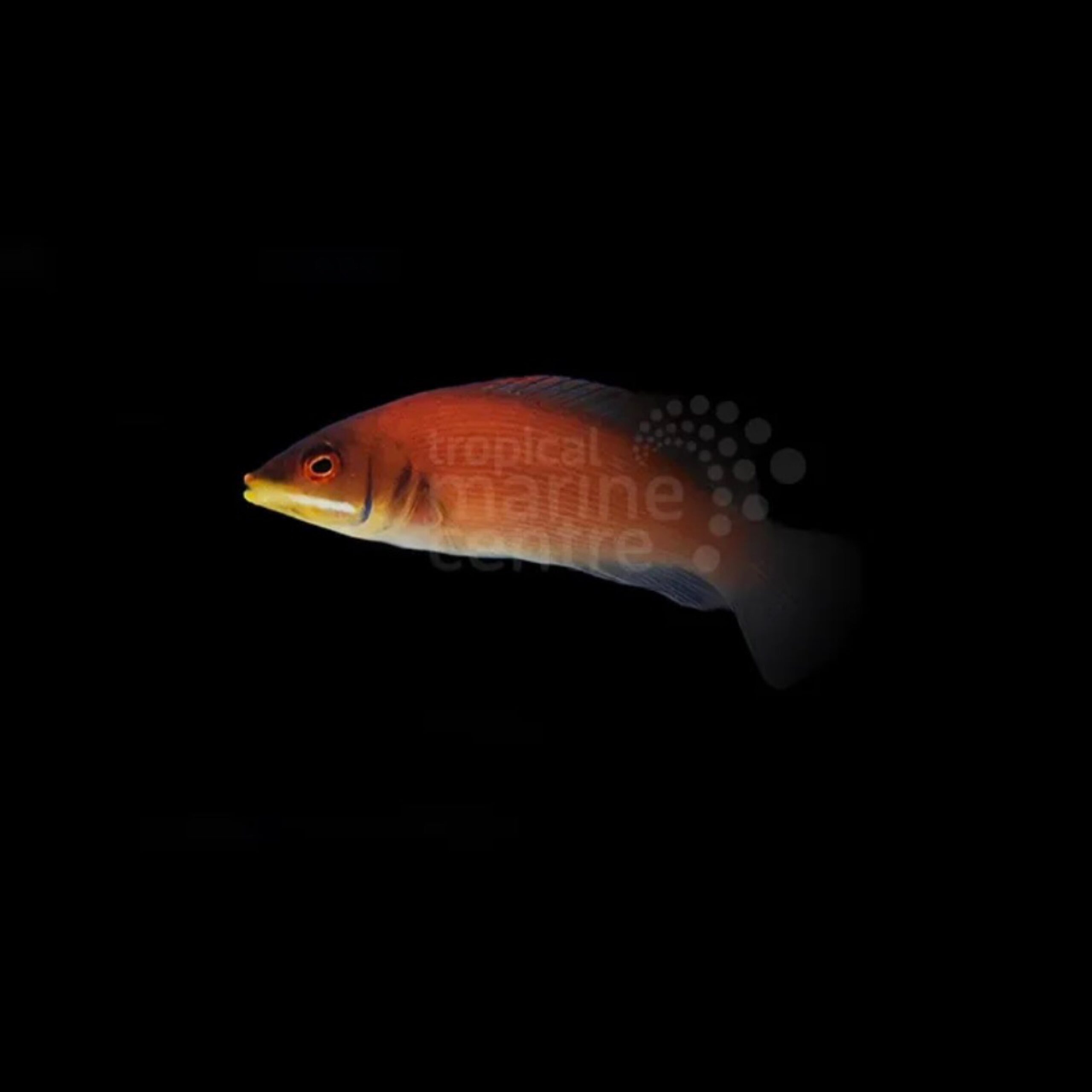 Secretive Pyjama Wrasse