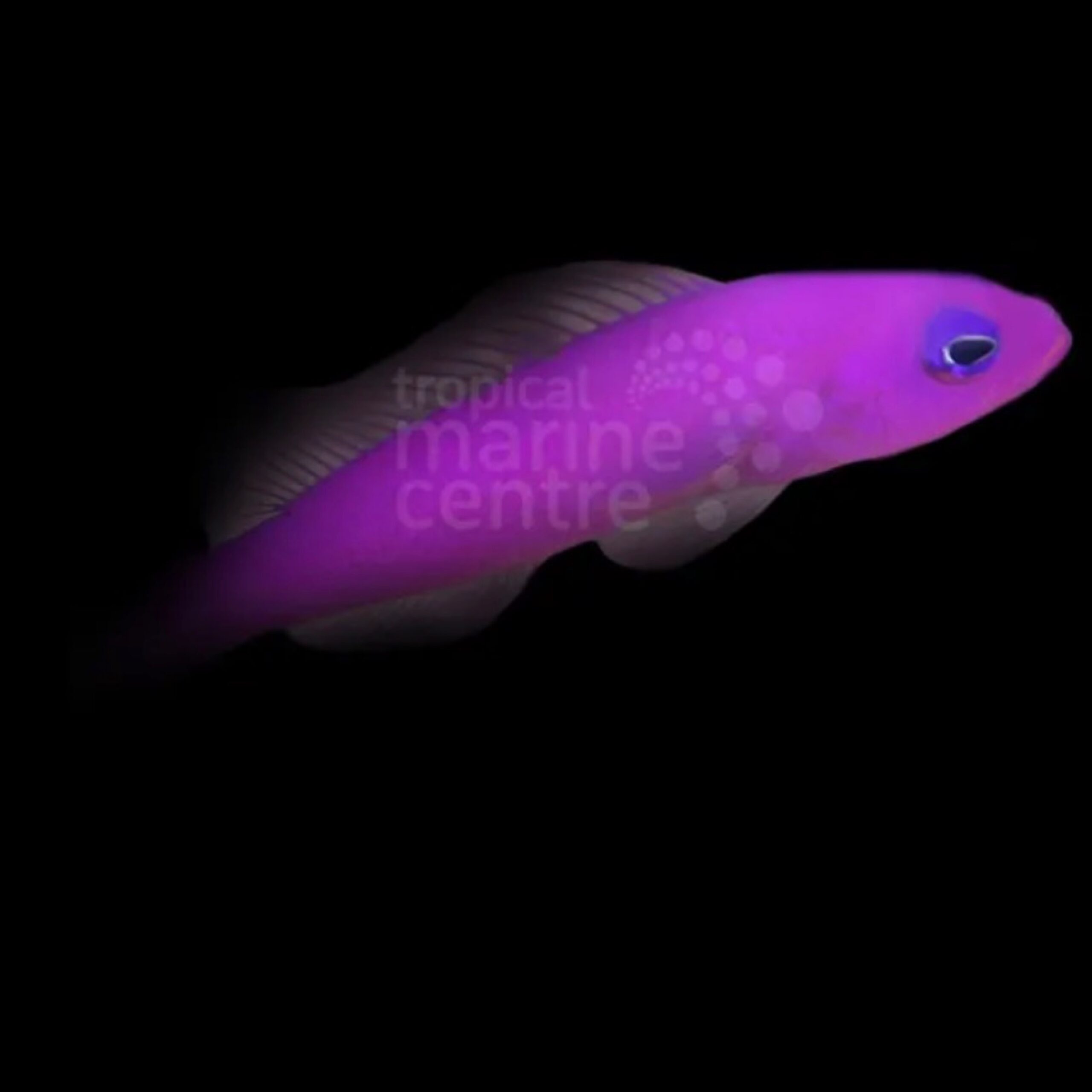 Strawberry Pygmy Basslet