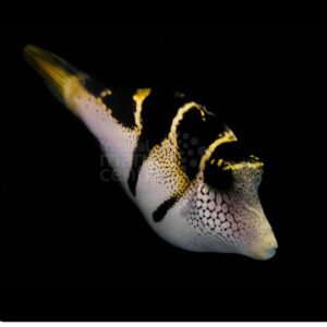 Mimic Filefish
