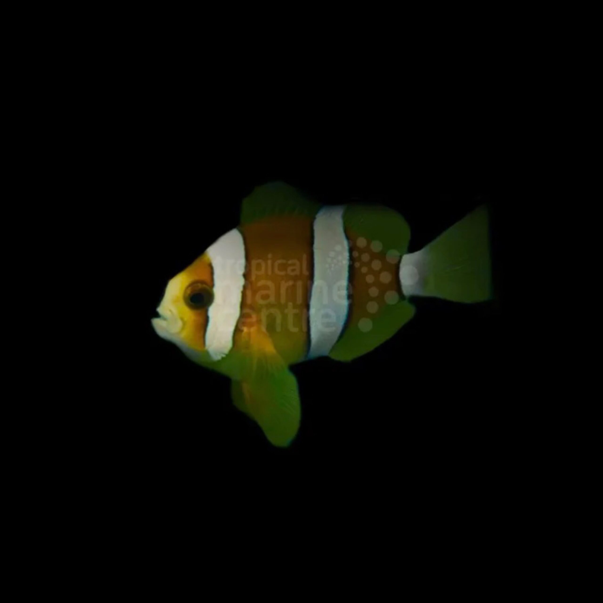 Clarkii Clown