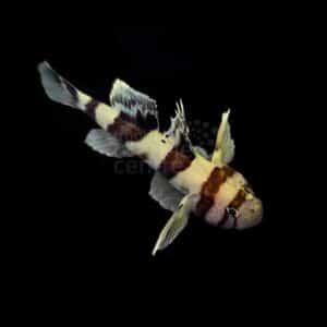 Zebra Goby