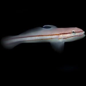 Jam Sandwich Goby