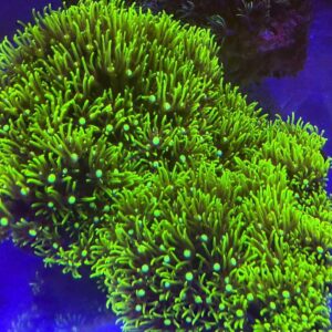 Neon Green Star Polyp Colony