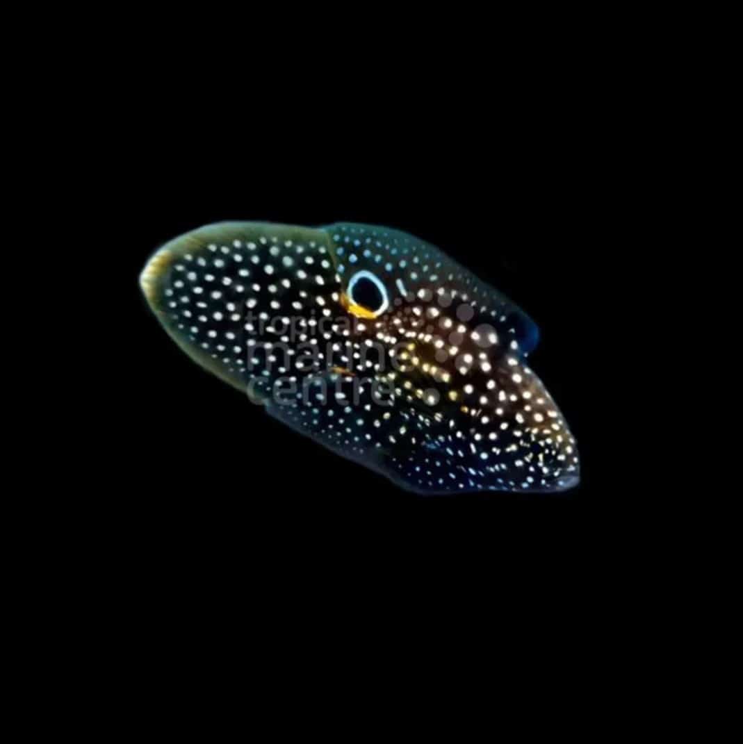 Marine Betta